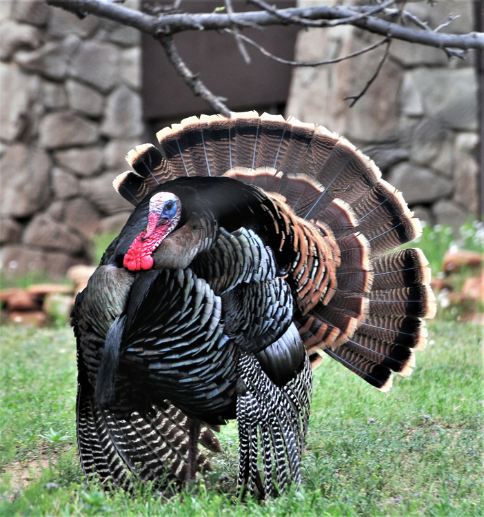wild turkey